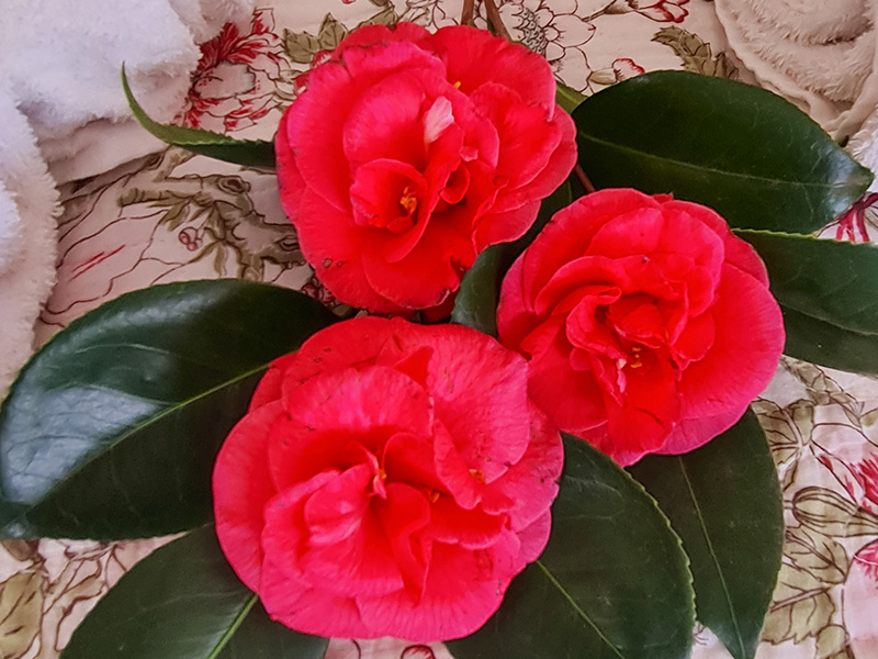 Cherry Berry Guesthouse